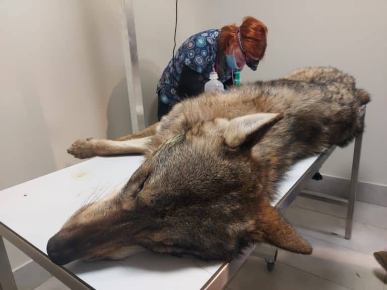 Przyrodnicy pomagają wilkowi, który w Puszczy Piskiej wpadł we wnyki