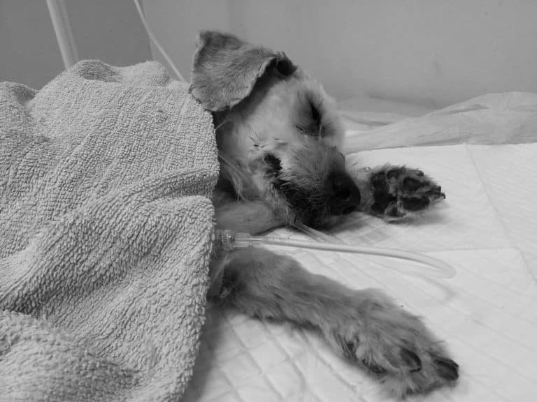 Odeszła suczka porzucona w lesie