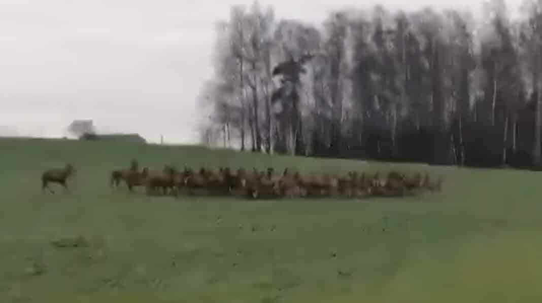 Niespotykane nagranie. Ogromne stado jeleni broni się przed wilkami