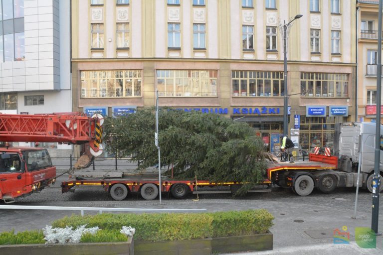Choinka jest już w Olsztynie