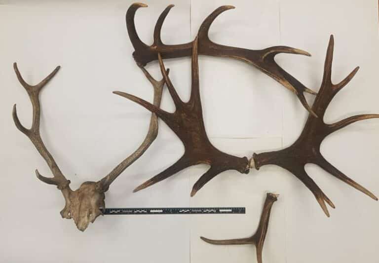 Ukradł poroże o wartości 2 tysięcy złotych