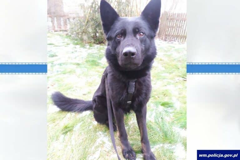 Złodziej szczepionek wytropiony przez psa policyjnego