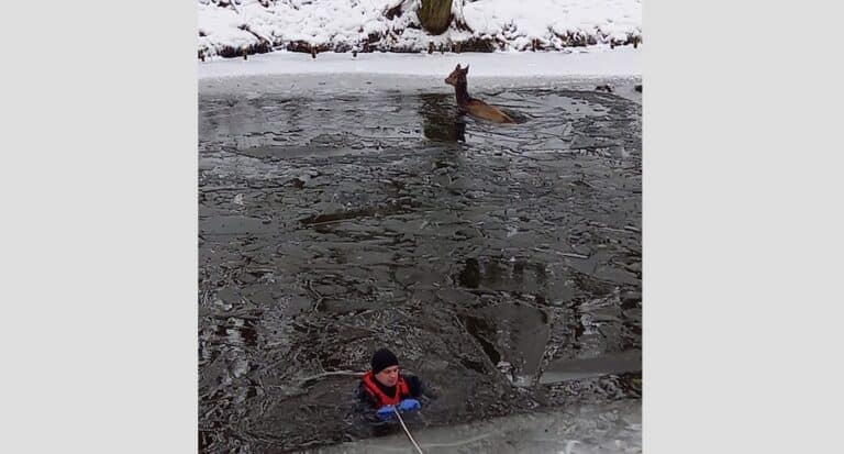Strażacy weszli do lodowatej wody, by uratować jelenia