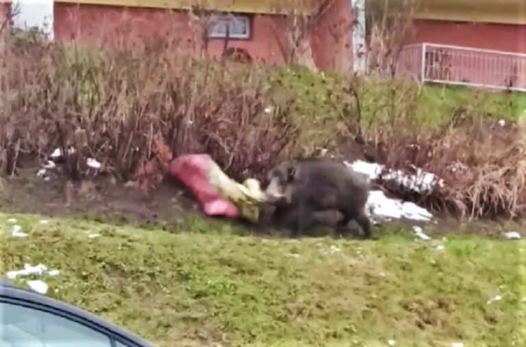 Dzik walczy z kocem na jednym z olsztyńskich osiedli