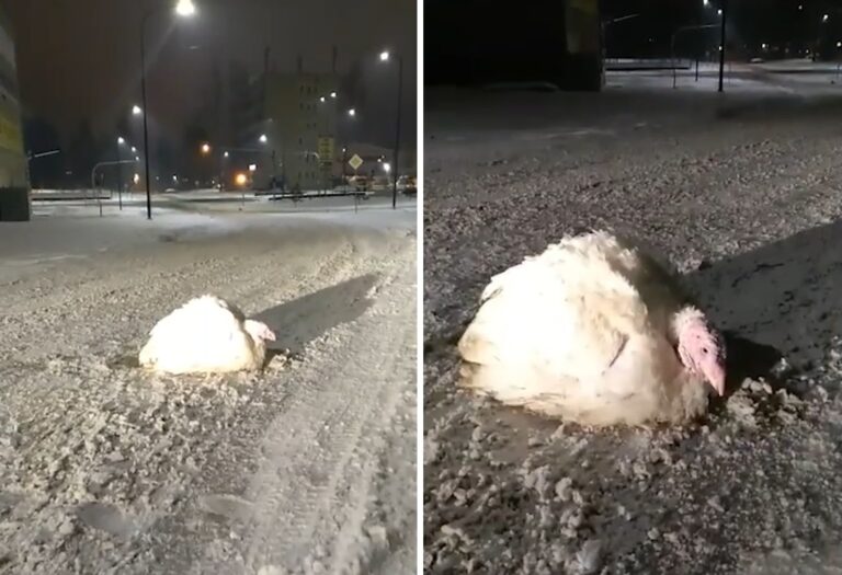 Znalazł indyka na ulicy w Olsztynie