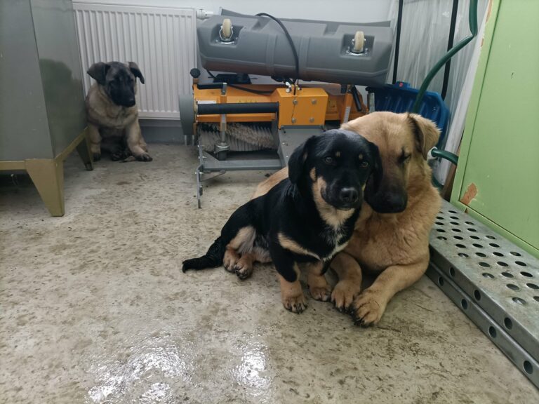 Znaleziono 7 porzuconych na mrozie ps&oacute;w