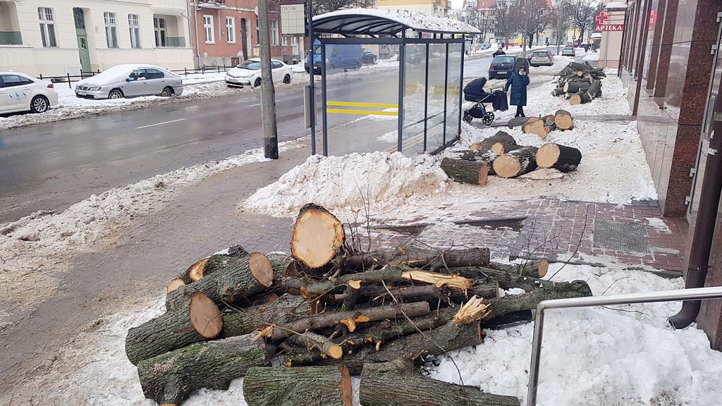 Przeprowadzono kolejną wycinkę drzew w Olsztynie