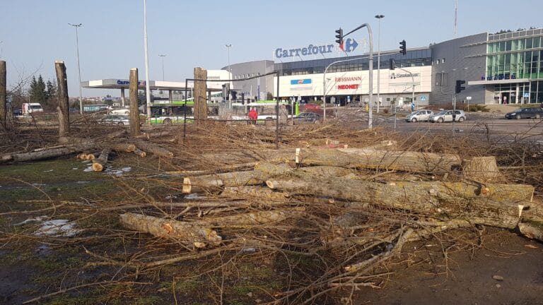 Drzewa musiały się wyciąć [OPINIE]