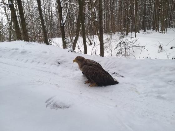 Obecna zima nie oszczędza również ptaków. Mieszkańcy wsi na ratunek bielikowi Wiadomości, Olsztyn