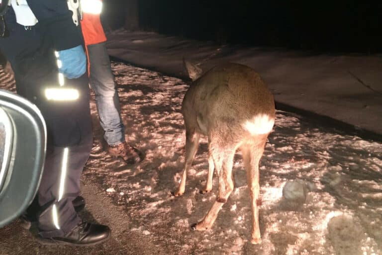 Zbieg okoliczności uratował życie rannemu koziołkowi