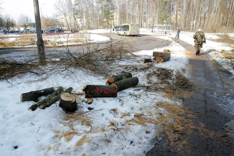 Rozpoczyna się wycinka drzew pod budowę linii tramwajowej