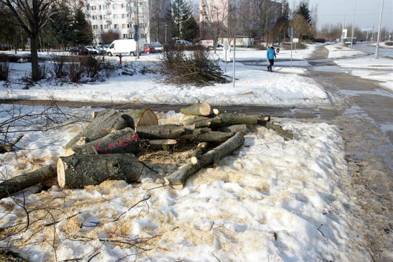 Rozpoczyna się wycinka drzew pod budowę linii tramwajowej