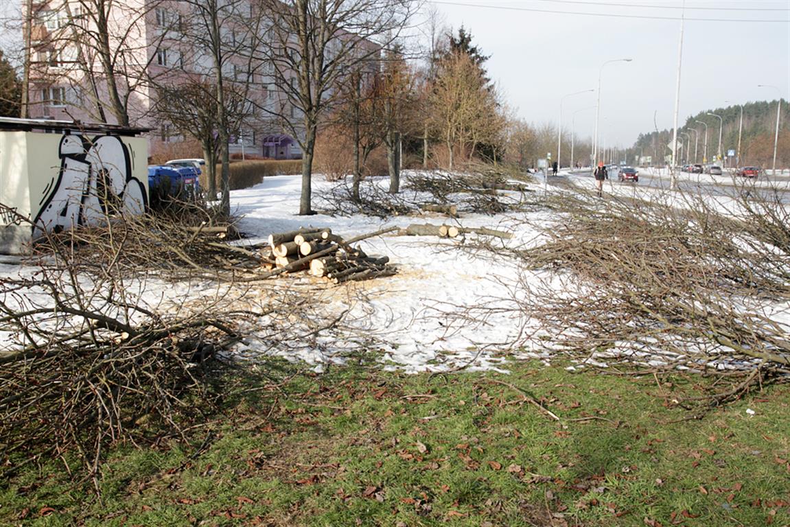 Rozpoczyna się wycinka drzew pod budowę linii tramwajowej