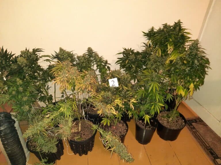 27-latek miał w domu ponad 500 porcji dilerskich. Został zatrzymany w trakcie kontroli drogowej