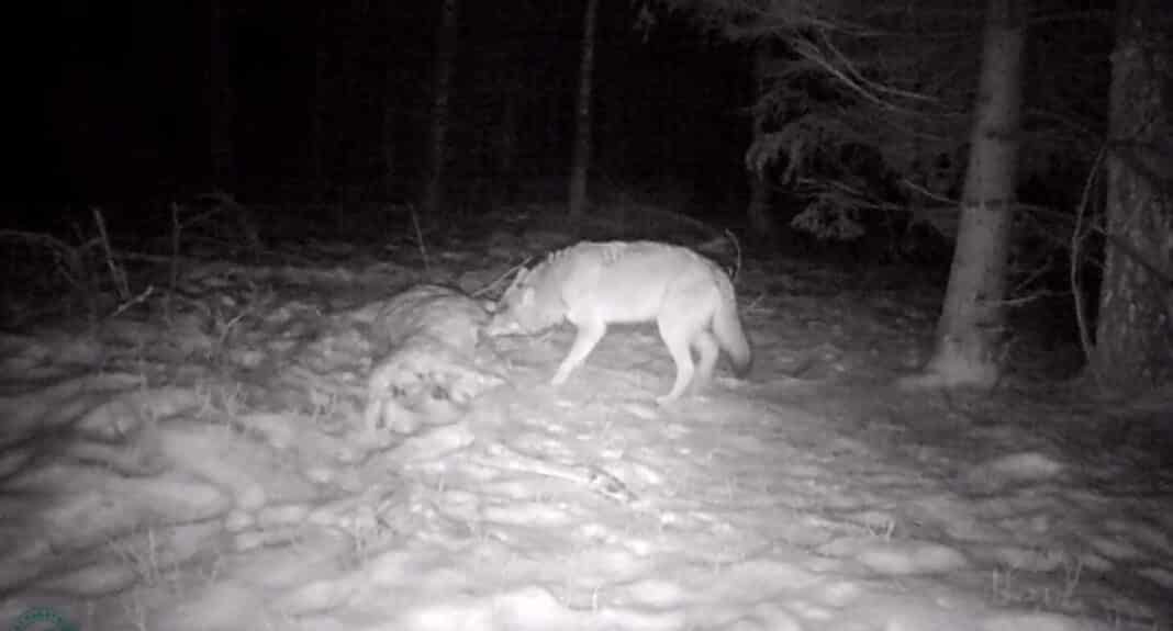 Kamera nagrała wilka jedzącego ofiarę w jednym z nadleśnictw