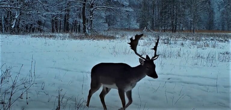 Zwierzęta leśne w oku kamery