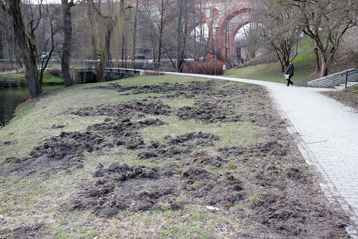 Powrót dzików. Zniszczony trawnik na olsztyńskiej starówce dziki Wiadomości, Olsztyn