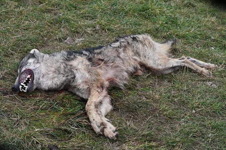 Znaleziono zastrzelonego wilka