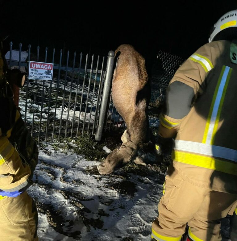 Śmiertelna pułapka. Straszny los spotkał łosia