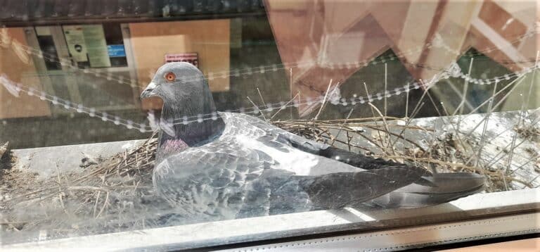 Czytelniczka: Gołębiowi na parapecie zagrażają druty