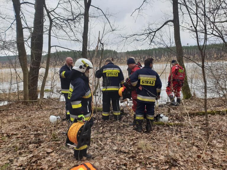 Strażacy uratowali topiącego się łosia