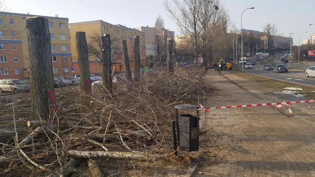 Projekt nasadzeń drzew w Olsztynie dopiero w przygotowaniu