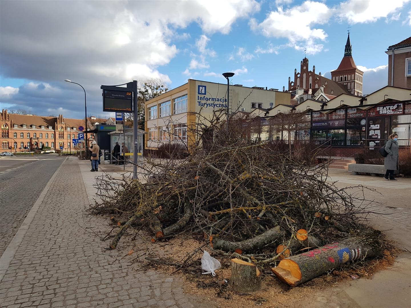 Za wycięte drzewa na projektowanej linii tramwajowej będą nowe nasadzenia