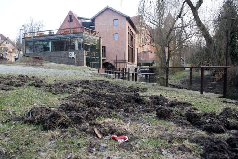 Powr&oacute;t dzik&oacute;w. Zniszczony trawnik na olsztyńskiej star&oacute;wce