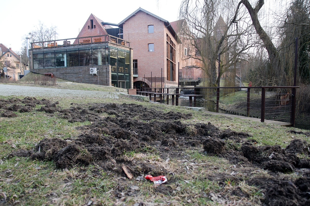 Powrót dzików. Zniszczony trawnik na olsztyńskiej starówce dziki Wiadomości, Olsztyn