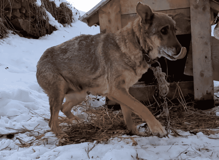 Kilkanaście psów potrzebuje nowych domów