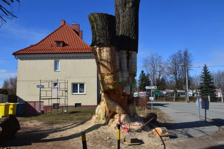 Obumarły pomnik przyrody stanie się ozdobą miasta