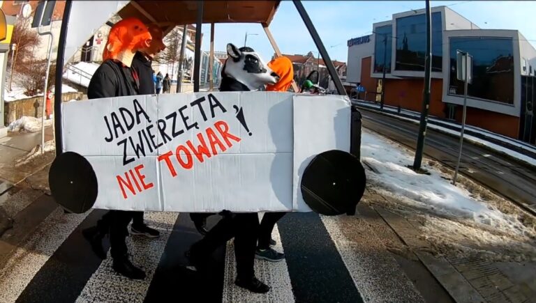Ulicami Olsztyna przejechał pojazd pełen zwierząt. Olsztyński Teatr Uliczny z akcją #jadązwierzętanietowar