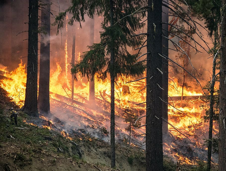 Rusza akcja przeciwpożarowa w lasach na terenie Olsztyna