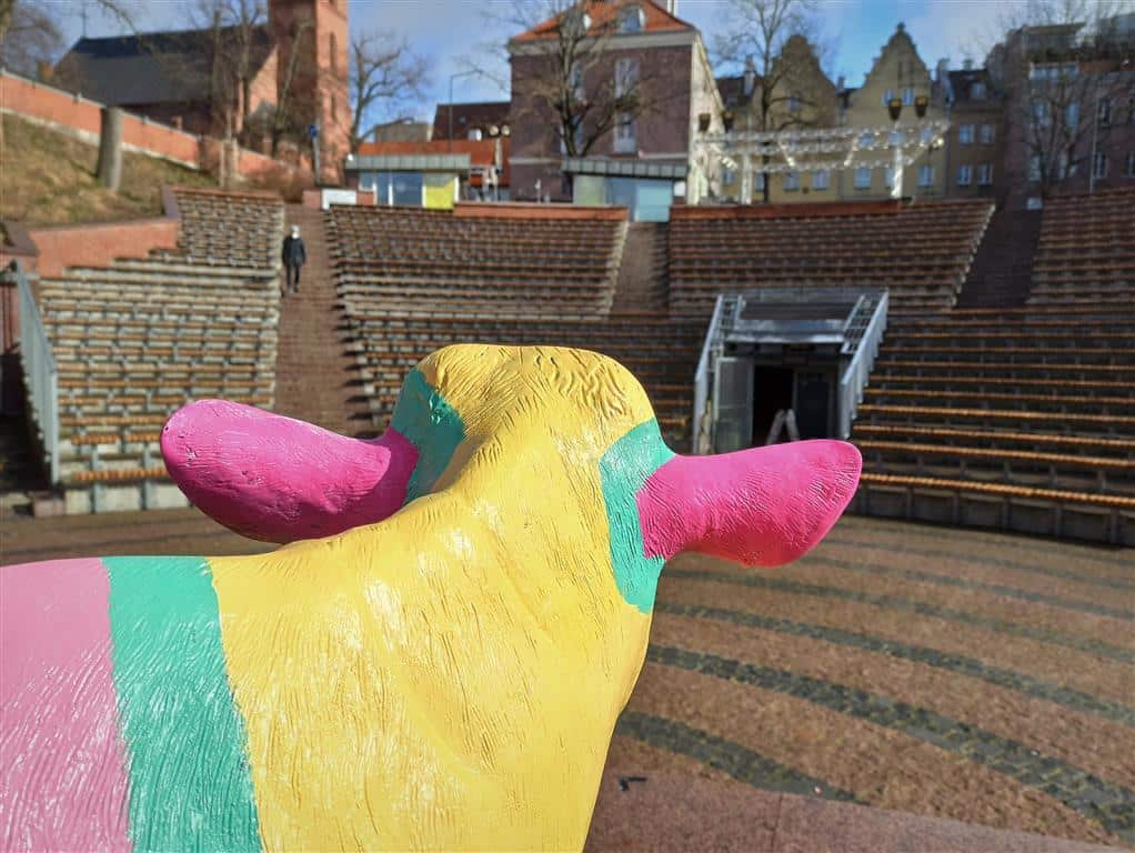 Kolorowe krowy pod olsztyńskim Amfiteatrem