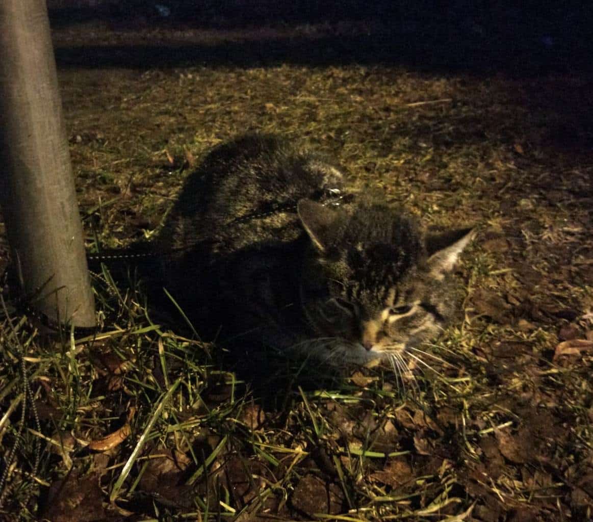 Policjanci na ratunek zgubom