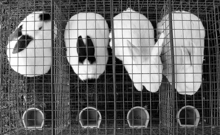 Zatrzymany za spalenie żywcem królików