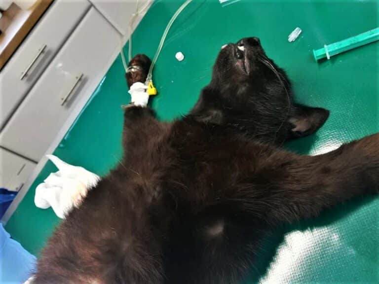 Co ze zwycięskim projektem OBO? Mieszkańcy działają na własną rękę ws. kastracji kot&oacute;w