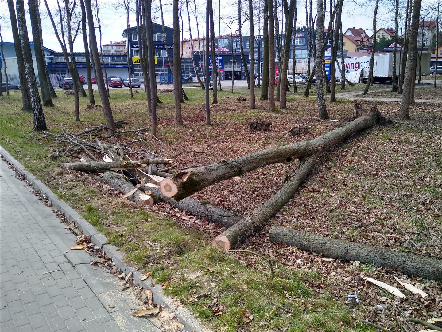 Drzewo przewróciło się na tory. Ruch tramwajowy wstrzymany drzewo Wiadomości