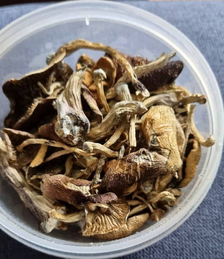 Nie założył maseczki, ale za to miał grzyby halucynogenne