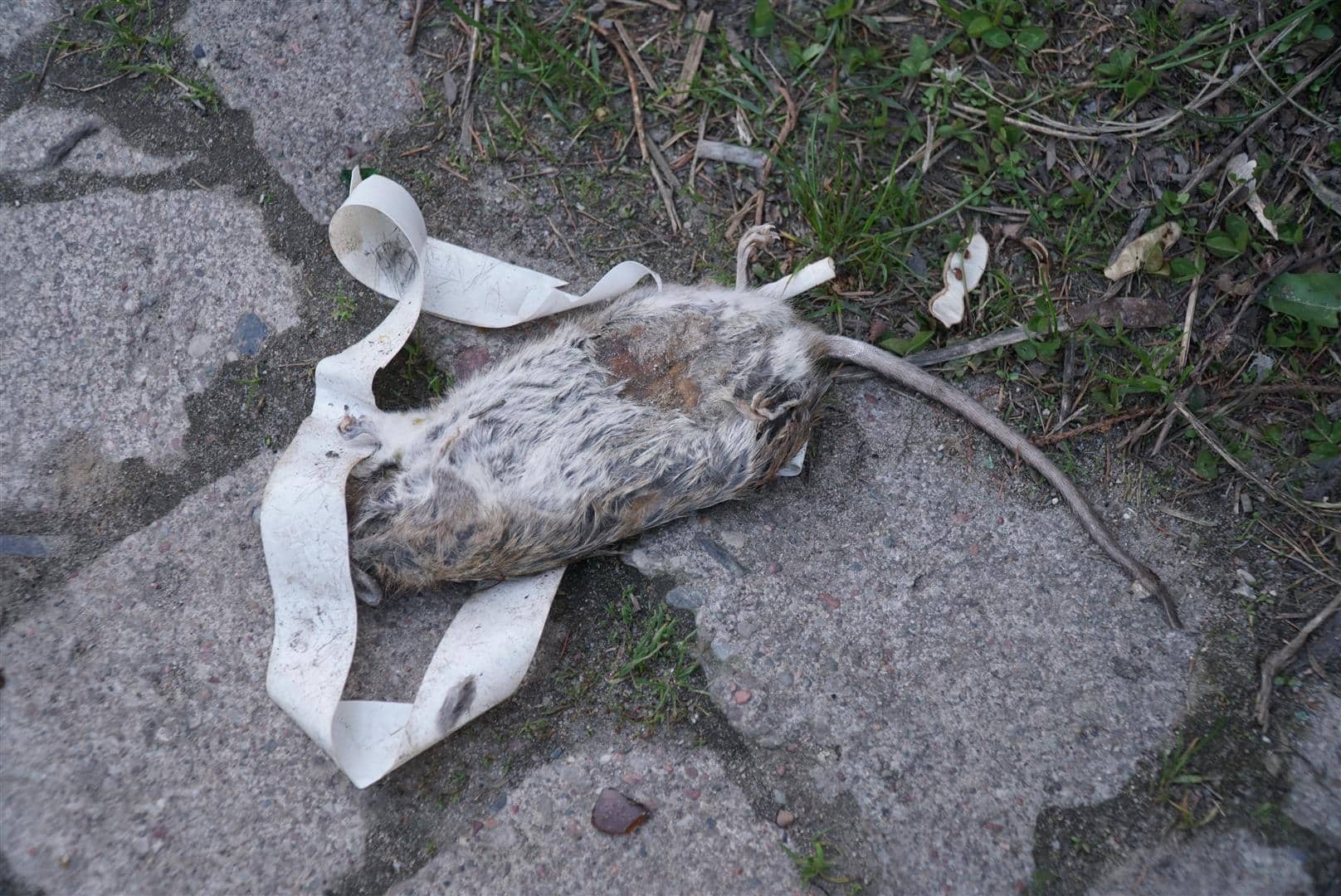 Mieszkaniec Olsztyna: "Jest tutaj taki syf, że nawet szczury zdychają" śmieci Wiadomości, Olsztyn, Wideo