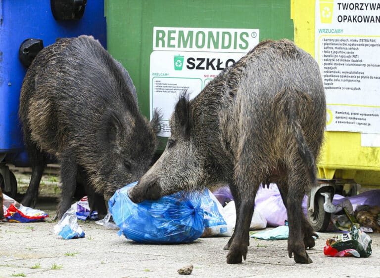 Koronawirus wśr&oacute;d olsztyńskich dzik&oacute;w. To żart na Prima aprilis