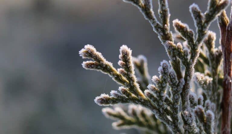 RCB: wracają przymrozki przymrozki, nawet do -7 st. C