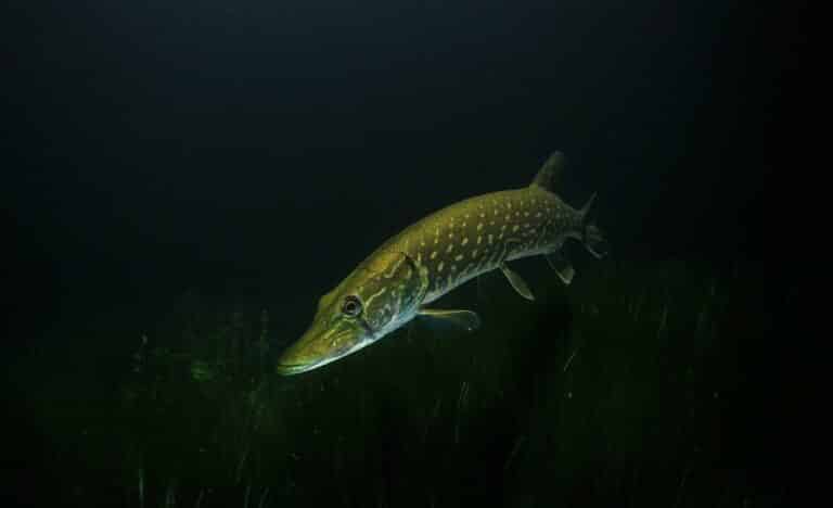 Trwa zarybianie mazurskich jezior; rybacy wypuszczają szczupaki