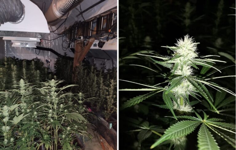 Olsztyńska policja zlikwidowała fabrykę marihuany