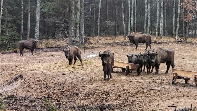 Żubry z Puszczy Rominckiej odzyskały wolność