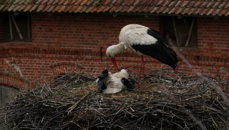 Warmińsko-mazurskie. Silny wiatr utrudnia życie bocianom