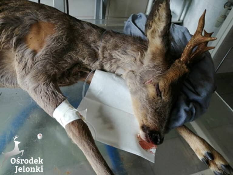 Patrol policji zostawił ranne zwierzę w przydrożnym rowie