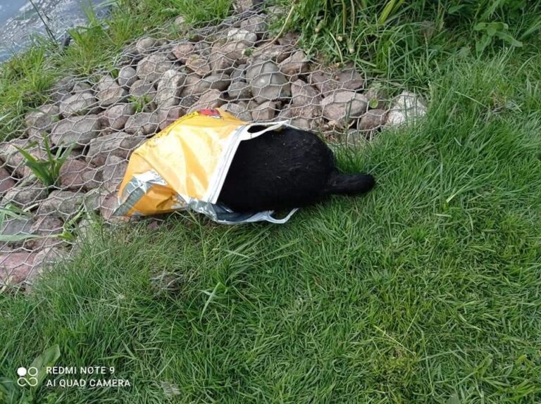 Dzieci znalazły martwego psa w reklam&oacute;wce