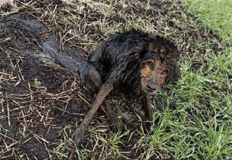 Pies utknął w błocie, uratowali go policjanci