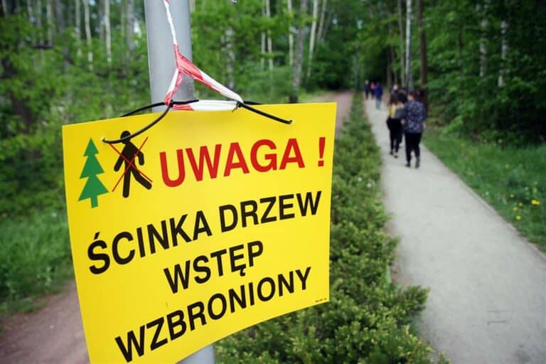 Trwa wycinka lasu przy Plaży Miejskiej